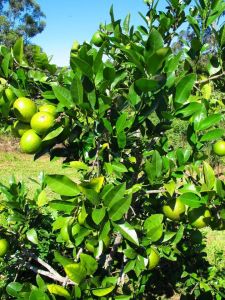 Lemonade tree, Citrus limon x reticulata