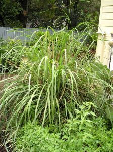 lemongrass, Cymbopogon flexuosus
