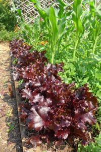 lettuce, Lactuca sativa 'Royal Purple Oak Leaf'