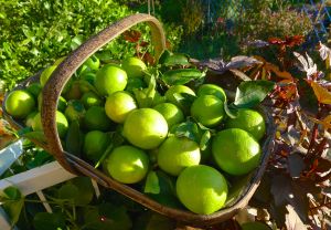 Lime, Citrus latifolia 'Tahitian'