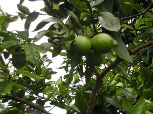 Tahitian lime, Citrus x latifolia