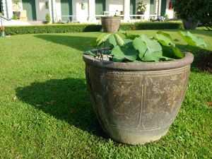 Lotus, Nelumbo nucifera, Grand Palace, Bangkok (not grown at Bellis)