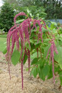 Love-lies-bleeding, Amaranthus caudatus