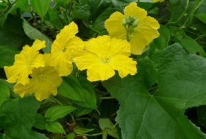 luffa, Luffa cylindrica