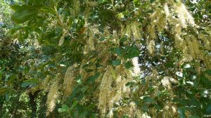 Macadamia integrifolia