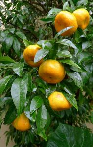 Mandarin, Citrus reticulata 'Parramatta Sweets'