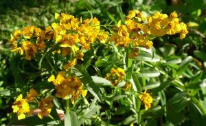 Mexican Tarragon, Tagetes lucida