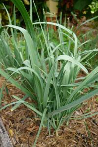 leeks, Allium ampeloprasum var. porrum