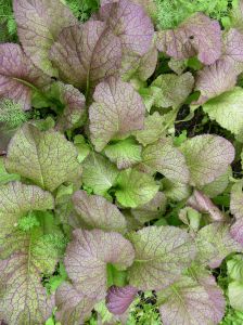 mustard Brassica juncea 'Giant Red'