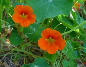 nasturtium, Tropaeolum majus