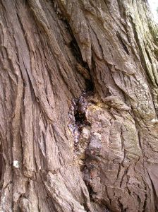 Stingless bee hive in Monterey Pine, Cupressus macrocarpa