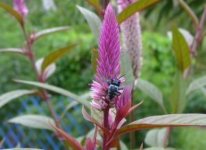 Neon cuckoo bee visits Lagos spinach