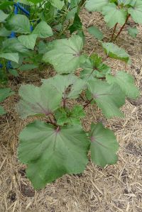 Okra, Abelmoschus esculentus 'Burgundy'