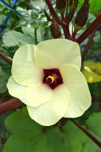 Okra, Abelmoschus esculentus 'Burgundy'