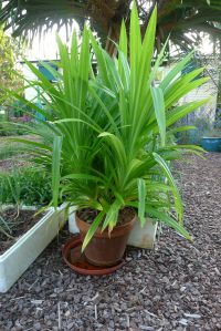 Pandan, Pandanus amaryllifolius