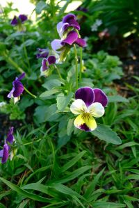 Pansy, Viola tricolor 'Johnny Jump Up'
