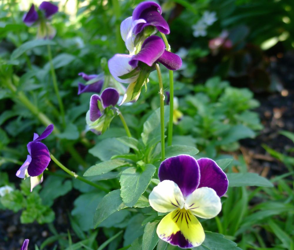 Heartsease, or Johnny Jump Up (Viola tricolor)