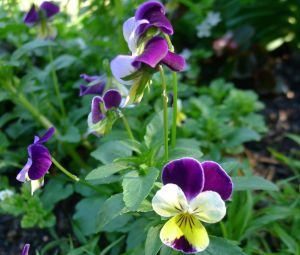 Heartsease, or Johnny Jump Up (Viola tricolor)