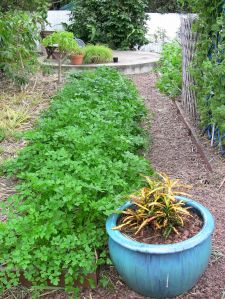 parsley, Italian Flat Leaved