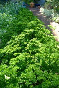 parsley Petroselenium crispum 'Triple Curled'