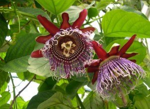 Granadilla, Passiflora quadrangularis