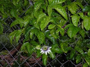 Passionfruit, Passiflora edulis