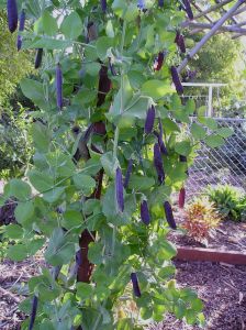 Pea, Pisum sativum 'Dutch Purple Podded'