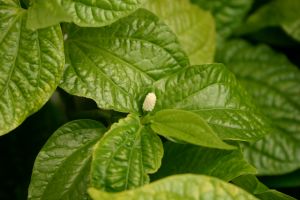 Cha-plu, Piper sarmentosum