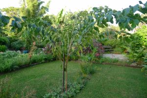 Pollarded King's Mulberry, Morus alba 'White Shahtoot'