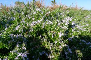 Prostrate rosemary, Rosmarinus officinalis