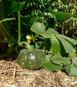 Pumpkin, Cucurbita moschata 'Jap' aka 'Japanese', or 'Kabocha'