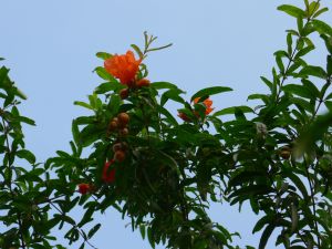 pomegranate, Punica granatum
