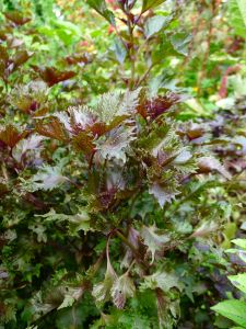 Purple Perilla aka shiso, Perilla frutescens var. crispa f. purpurea