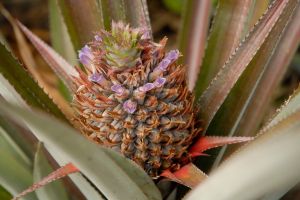 Queen or rough pineapple Ananas comosus
