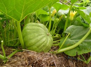 Queensland Blue pumpkin