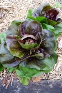 Radicchio 'Red Verona'