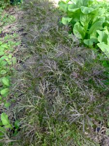 Purple mizuna, Brassica juncea var. japonica