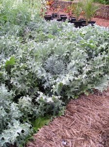 Red Russian Kale