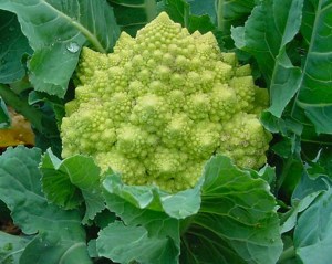 Romanesco broccoli (not grown at Bellis)