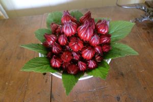 Rosella, Hibiscus sabdariffa, an Australian backyard icon
