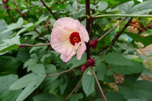 Rosella, Hibiscus sabdariffa