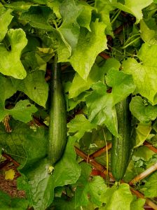 luffa, Luffa cylindrica