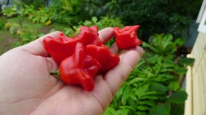 Scotch Bonnet chilli, Capsicum chinense