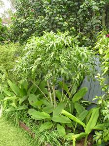 Hibiscus/ Island spinach, Abelmoschus manihot