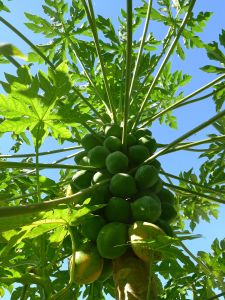 pawpaw, Carica papaya