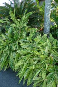 Shell ginger, Alpinia zerumbet 'Variegata' (not grown at Bellis)