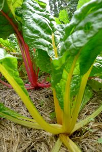 silverbeet Beta vulgaris cicla 'Rainbow Mixed'