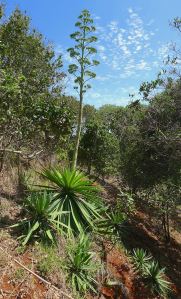 Sisal (Agave sisalana), at St Helena Island