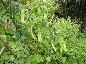 Snow Pea Pisum sativum 'Oregon Sugar Pod'