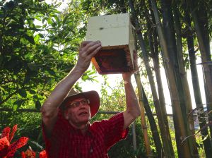 Splitting stingless bee, Tetragonula hockingsi